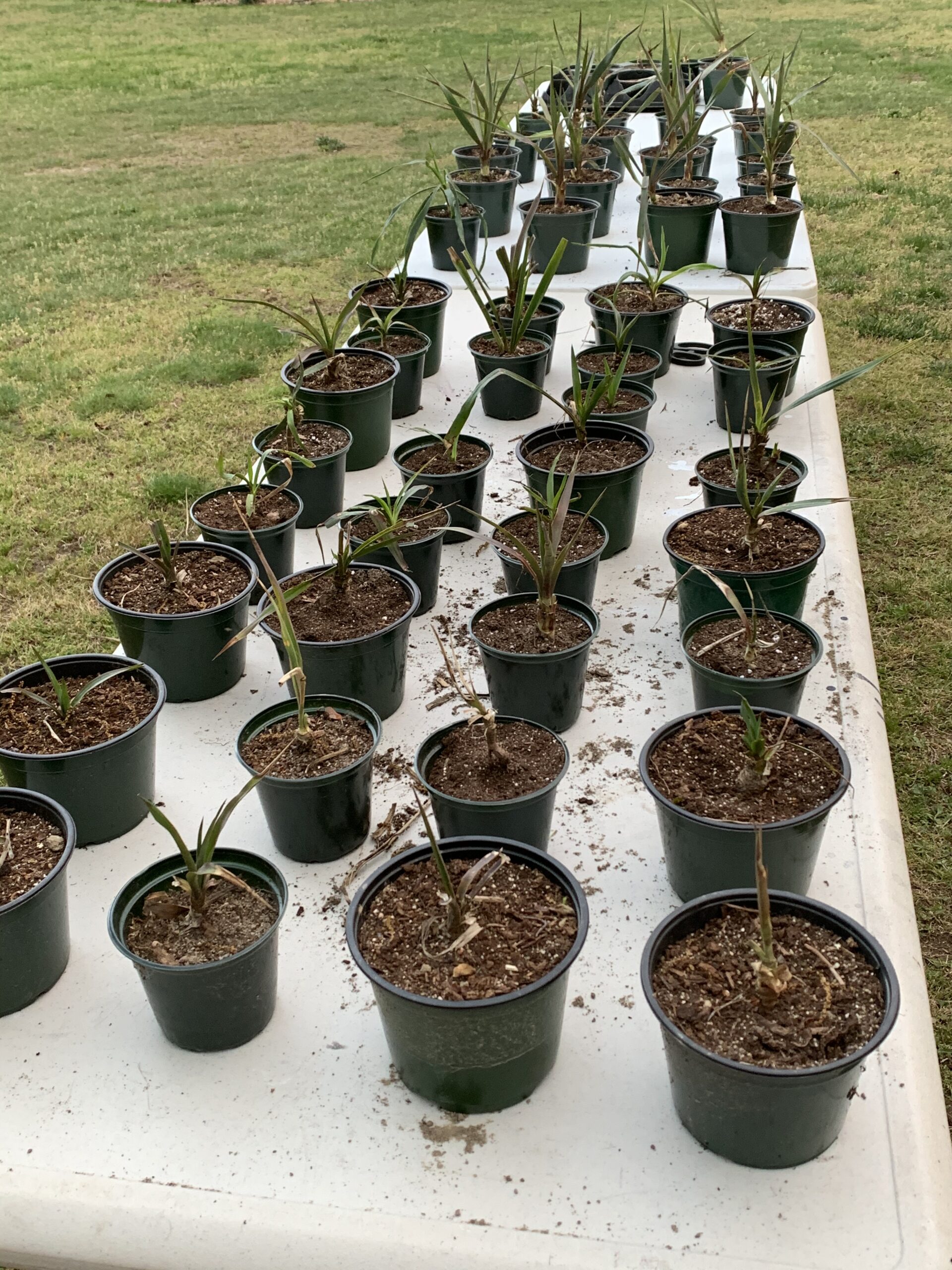Yuccas in pots at Yucca Palms